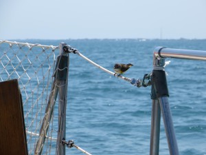 Bird on a wire