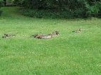Ducks in Germany