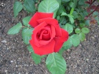 Red longed stemmed rose