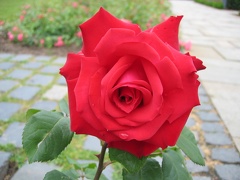 Red longed stemmed rose