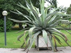 This is a LARGE Aloe plant