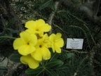 Euphorbia of Madagascar