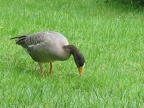Duck of Germany