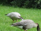 Ducks of Germany